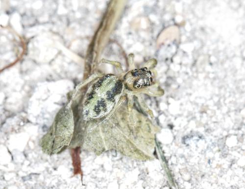 Réf. 243 629 : Phintella castriesiana